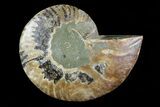 Agatized Ammonite Fossil (Half) - Madagascar #83851-1